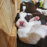 Baby Puppy, a male English Springer Spaniel for sale in Latrobe, PA – 2 of 5