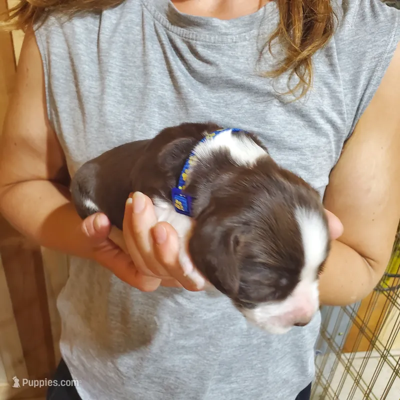 Elmer – English Springer Spaniel puppy for sale in Latrobe, PA