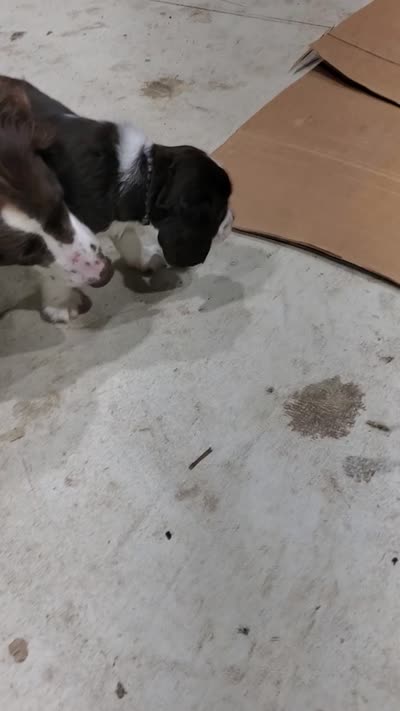 Elmer, a male English Springer Spaniel for sale in Latrobe, PA – 4 of 4