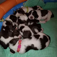 Black, a male English Springer Spaniel for sale in Latrobe, PA – 4 of 5
