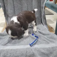 Elmer, a male English Springer Spaniel for sale in Latrobe, PA – 3 of 4