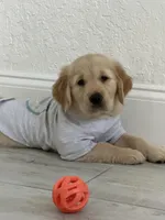 Akc male golden retriever , a male English Cream Golden Retriever for sale in Orlando, FL – Photo 3 of 3