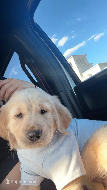 Akc male golden retriever  – English Cream Golden Retriever puppy for sale in Orlando, FL