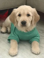 Akc male golden retriever , a male English Cream Golden Retriever for sale in Orlando, FL – Photo 2 of 3