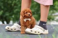 Wallen, a male Cavapoo for sale in Sugarcreek, OH – 3 of 10