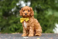 Jagger, a male Cavapoo for sale in Sugarcreek, OH – 6 of 10