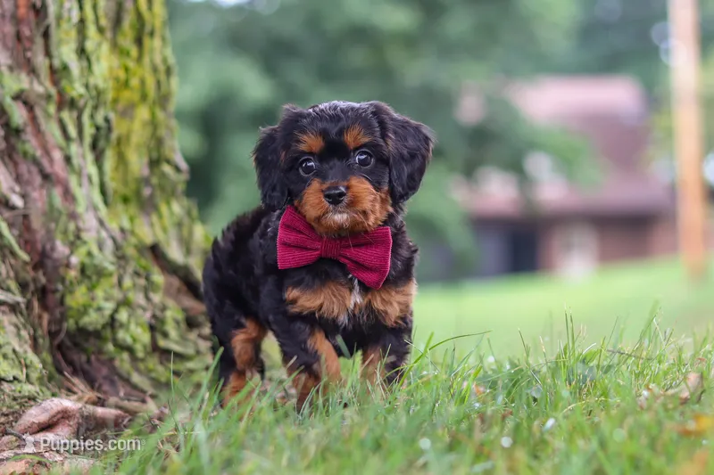 Kai – Cavapoo puppy for sale in Sugarcreek, OH