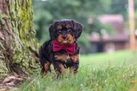 Kai, a male Cavapoo for sale in Sugarcreek, OH – 1 of 10