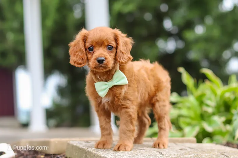 Dax – Cavapoo puppy for sale in Sugarcreek, OH