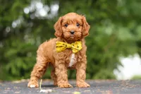Jagger, a male Cavapoo for sale in Sugarcreek, OH – 2 of 10