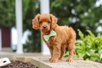Dax, a male Cavapoo for sale in Sugarcreek, OH – 7 of 10