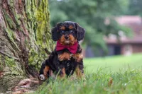Kai, a male Cavapoo for sale in Sugarcreek, OH – 5 of 10