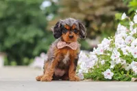 Indy, a female Cavapoo for sale in Sugarcreek, OH – 5 of 10