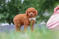 Wallen, a male Cavapoo for sale in Sugarcreek, OH – 6 of 10