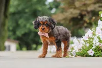 Indy, a female Cavapoo for sale in Sugarcreek, OH – 2 of 10