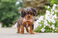 Indy, a female Cavapoo for sale in Sugarcreek, OH – 6 of 10