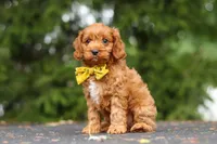 Jagger, a male Cavapoo for sale in Sugarcreek, OH – 5 of 10