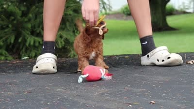 Jagger, a male Cavapoo for sale in Sugarcreek, OH – 10 of 10