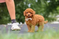 Wallen, a male Cavapoo for sale in Sugarcreek, OH – 2 of 10