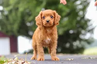Dax, a male Cavapoo for sale in Sugarcreek, OH – 2 of 10