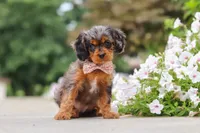 Indy, a female Cavapoo for sale in Sugarcreek, OH – 4 of 10