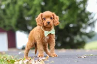Dax, a male Cavapoo for sale in Sugarcreek, OH – 6 of 10