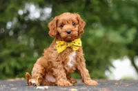 Jagger, a male Cavapoo for sale in Sugarcreek, OH – 8 of 10