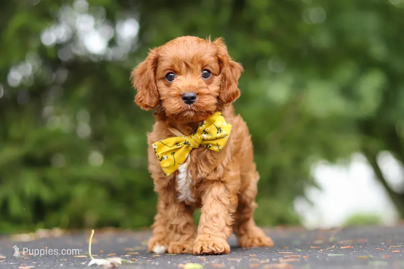 Jagger – Cavapoo puppy for sale in Sugarcreek, OH