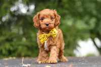 Jagger, a male Cavapoo for sale in Sugarcreek, OH – 1 of 10