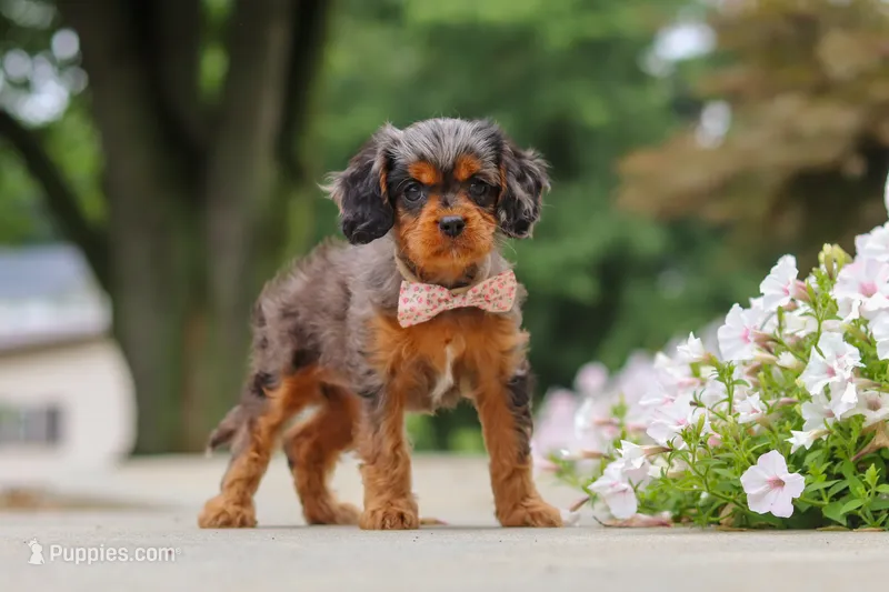 Indy – Cavapoo puppy for sale in Sugarcreek, OH