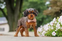 Indy, a female Cavapoo for sale in Sugarcreek, OH – 1 of 10