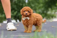 Wallen, a male Cavapoo for sale in Sugarcreek, OH – 8 of 10