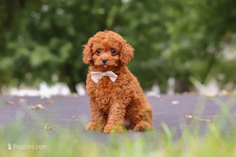 Wallen – Cavapoo puppy for sale in Sugarcreek, OH