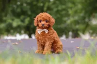 Wallen, a male Cavapoo for sale in Sugarcreek, OH – 1 of 10
