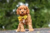 Jagger, a male Cavapoo for sale in Sugarcreek, OH – 9 of 10