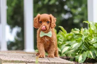 Dax, a male Cavapoo for sale in Sugarcreek, OH – 3 of 10