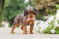 Indy, a female Cavapoo for sale in Sugarcreek, OH – 7 of 10