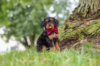 Kai, a male Cavapoo for sale in Sugarcreek, OH – 7 of 10