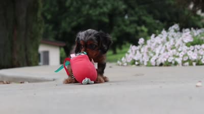 Indy, a female Cavapoo for sale in Sugarcreek, OH – 10 of 10