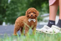 Wallen, a male Cavapoo for sale in Sugarcreek, OH – 5 of 10
