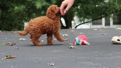 Wallen, a male Cavapoo for sale in Sugarcreek, OH – 10 of 10