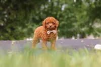 Wallen, a male Cavapoo for sale in Sugarcreek, OH – 4 of 10
