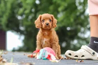Dax, a male Cavapoo for sale in Sugarcreek, OH – 9 of 10