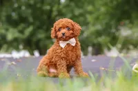 Wallen, a male Cavapoo for sale in Sugarcreek, OH – 7 of 10