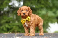 Jagger, a male Cavapoo for sale in Sugarcreek, OH – 3 of 10