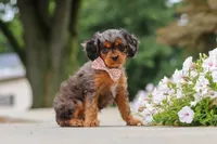 Indy, a female Cavapoo for sale in Sugarcreek, OH – 9 of 10