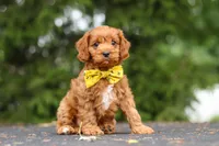 Jagger, a male Cavapoo for sale in Sugarcreek, OH – 4 of 10
