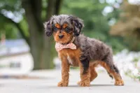 Indy, a female Cavapoo for sale in Sugarcreek, OH – 8 of 10