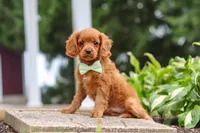 Dax, a male Cavapoo for sale in Sugarcreek, OH – 5 of 10
