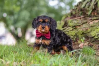 Kai, a male Cavapoo for sale in Sugarcreek, OH – 6 of 10